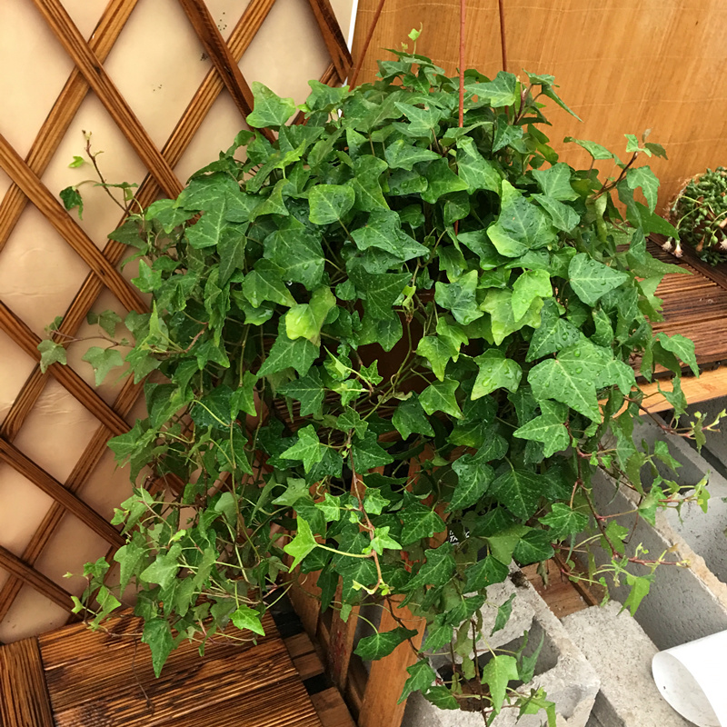 室内养什么花晚上释放氧气,房间养什么花好睡眠