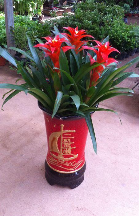 家里放财气的六种花,家里养什么花最好运气最旺