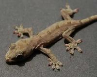 智能ai算法,人工智能时代ai技术有哪些