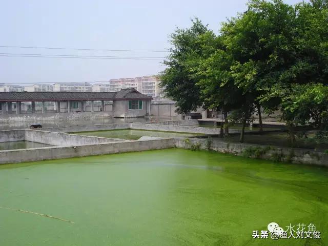 藻类图谱,水体藻类图谱和名称