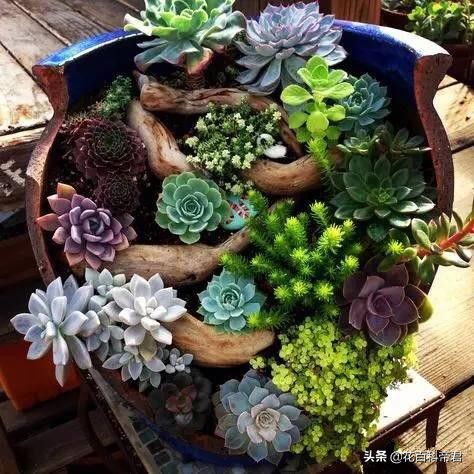 不小心打破花盆,已经种植的花盆怎么打孔