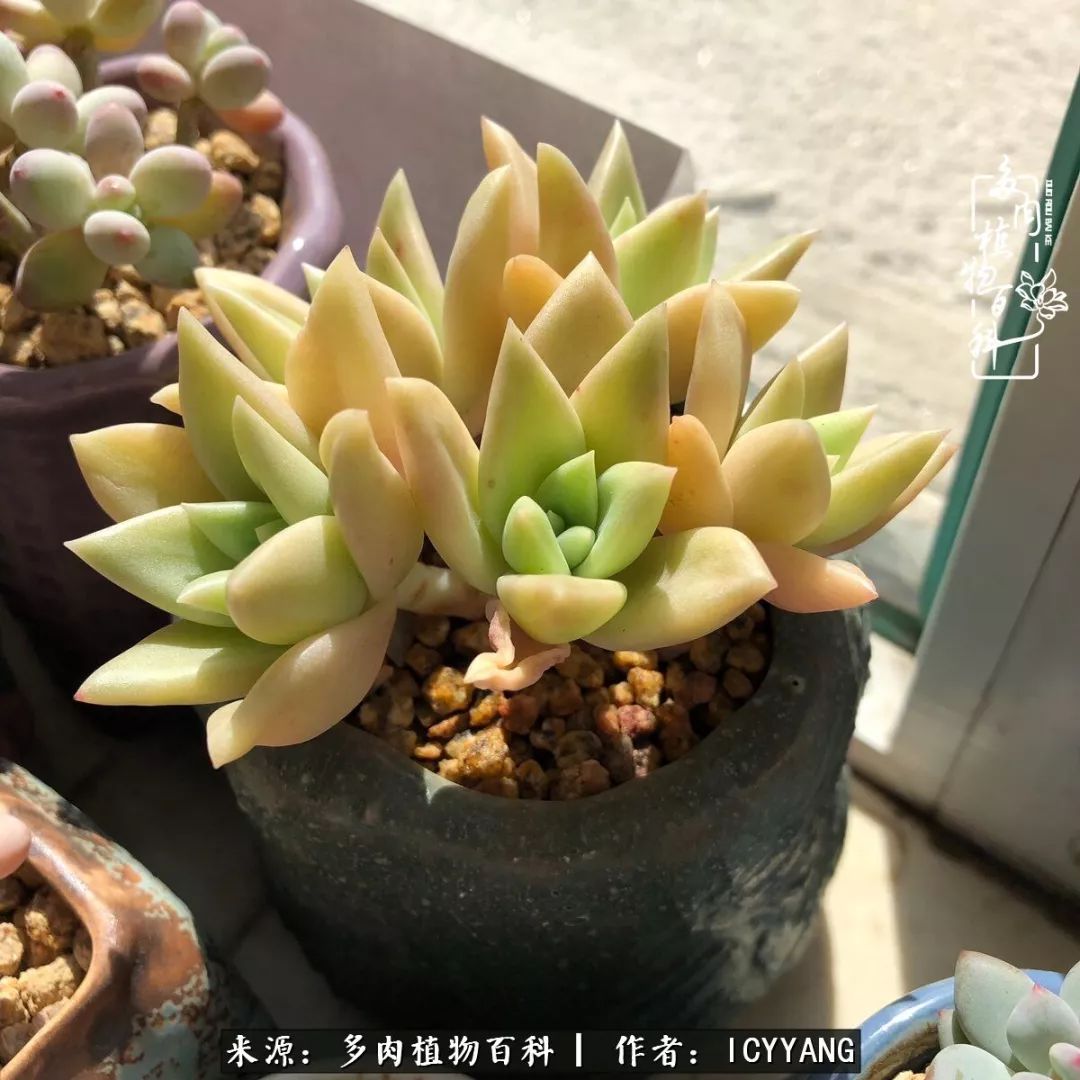 室内阳台多肉的养护方法,景天多肉养护