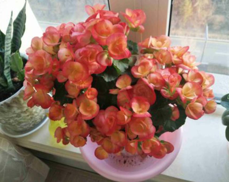 丽格海棠生长记录,重瓣丽格海棠的生长环境是什么样