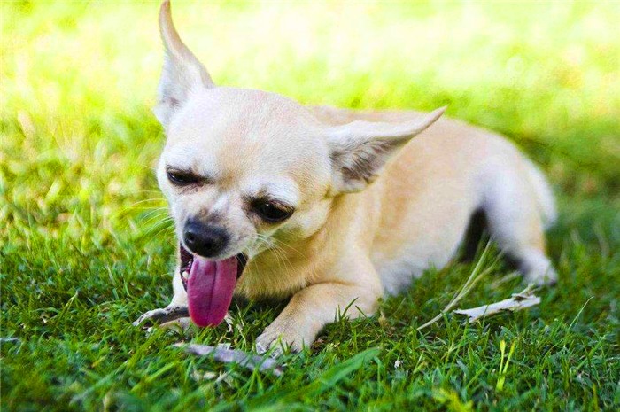 狗狗舔爪子含义什么,狗狗老是舔它的前爪怎么回事