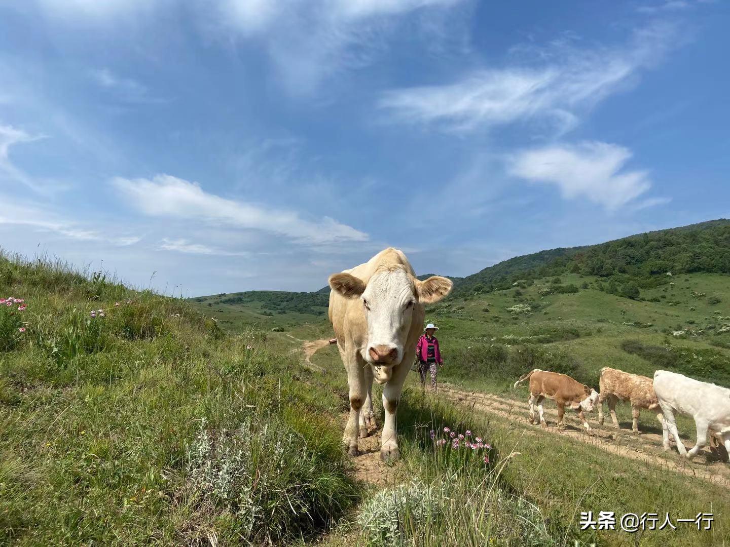 华北最大的亚高山草甸圣王坪,华北最大的亚高山草甸