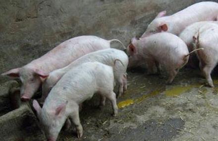 仔猪总是发病,仔猪为什么会患链球菌病