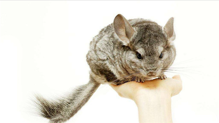 怎么才能让仓鼠停止咬笼子,怎样不让仓鼠招虫子