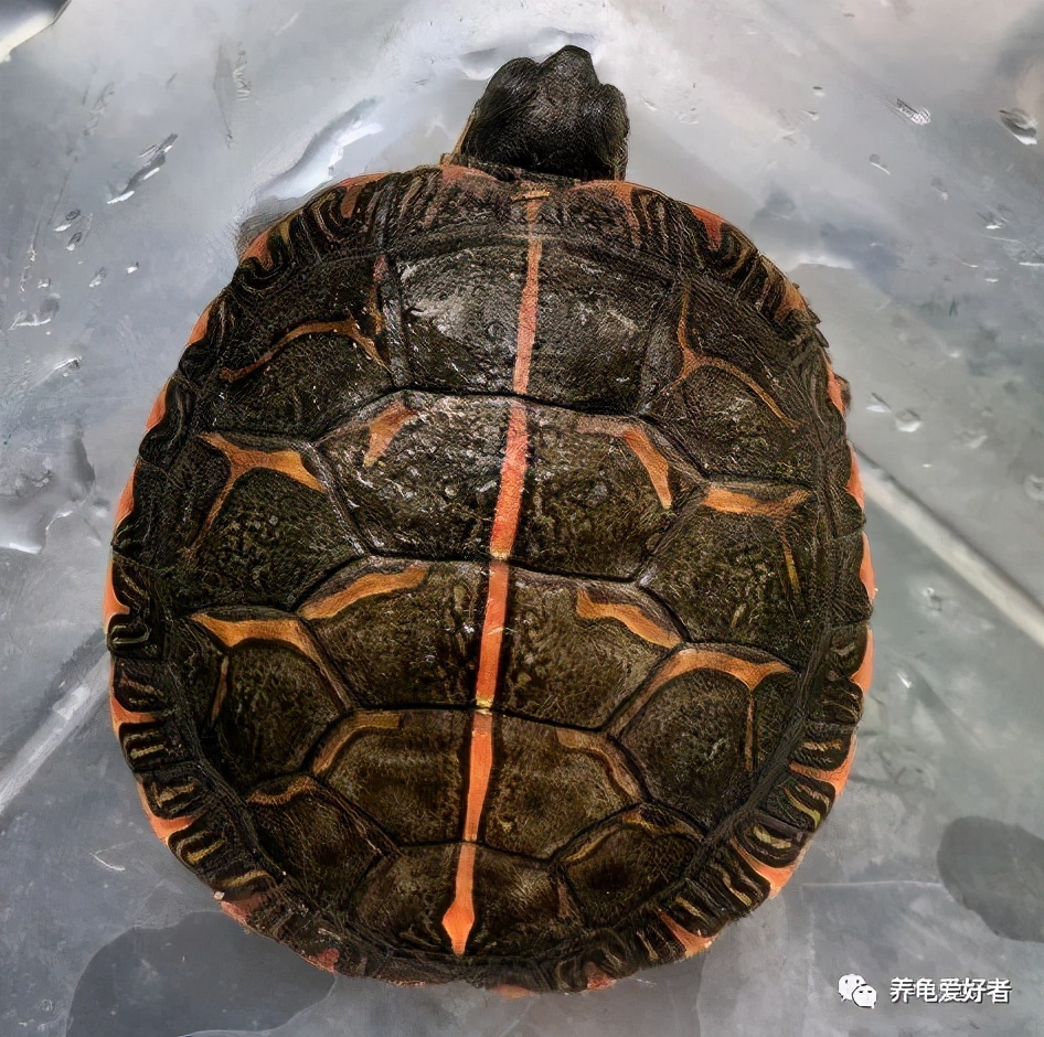 锦龟是不是巴西龟,锦龟简介