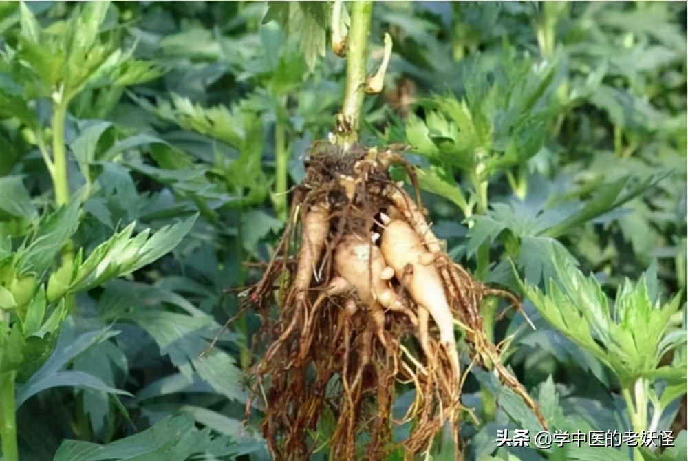 附子是什么中药,每日学一味中药附子