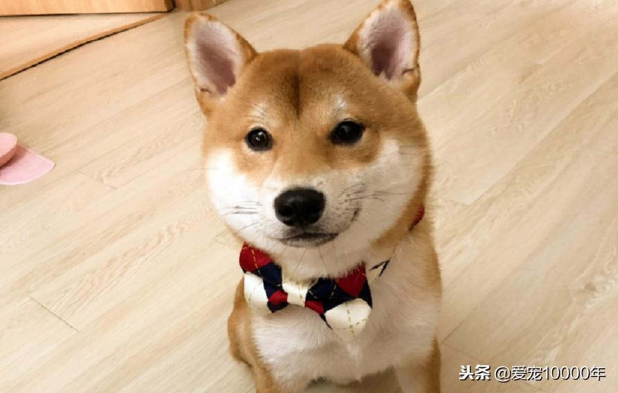 为什么小柴犬睡到主人旁边特别乖,柴犬总是半夜领地防卫