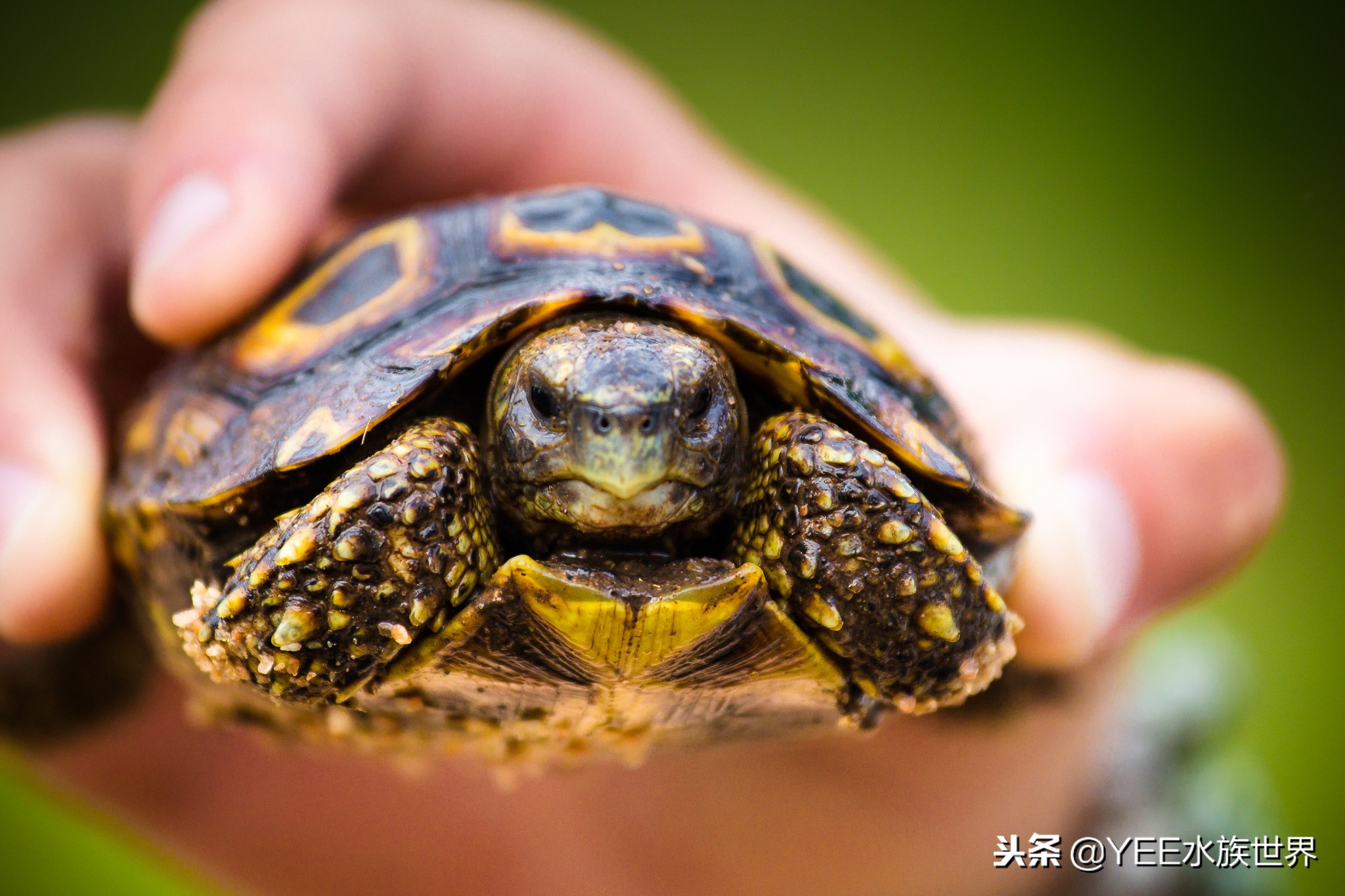 龟和鱼混养能和平相处么,鱼和龟怎么混养