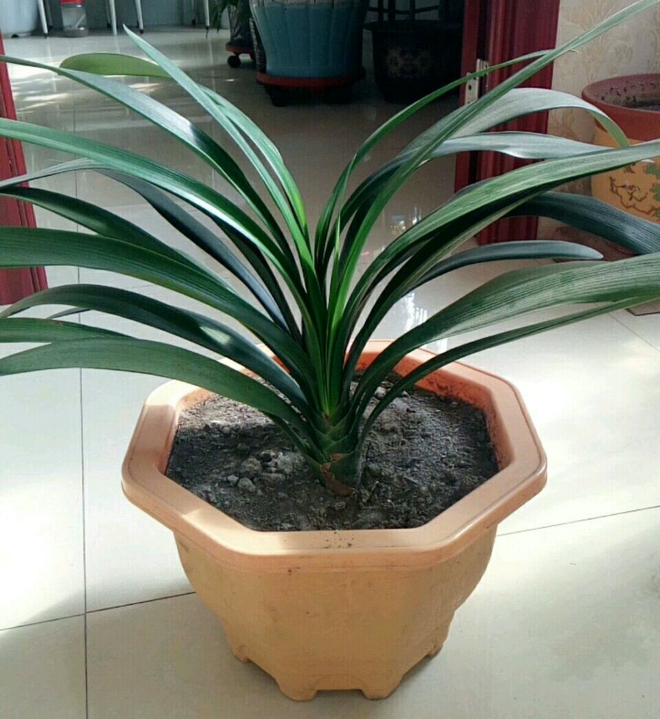 君子兰换盆后可以马上浇定根水吗,君子兰换盆以后几天可以浇定根水