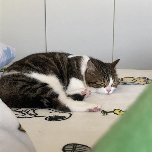 家里的猫咪有病了怎么办,猫咪佝偻病