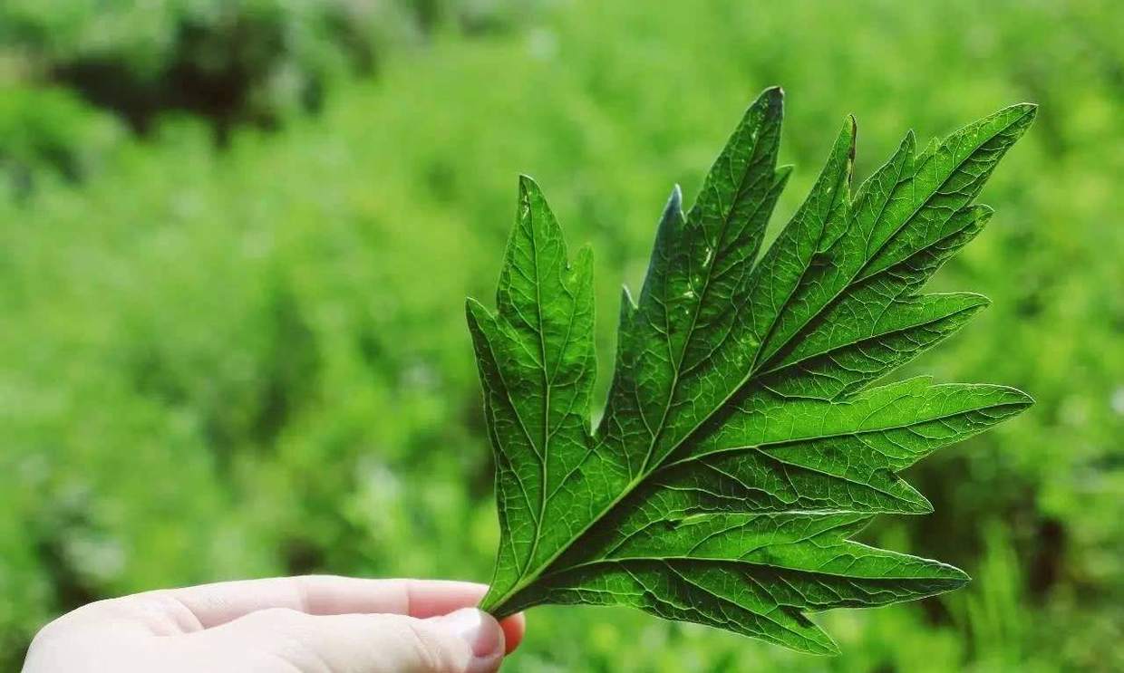 家里种植艾草能驱蚊吗,艾草驱虫的正确方法