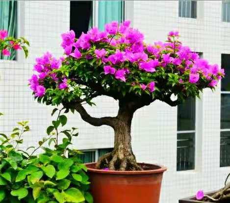 三角梅盆景制作教程,什么品种的三角梅适合制作成盆景