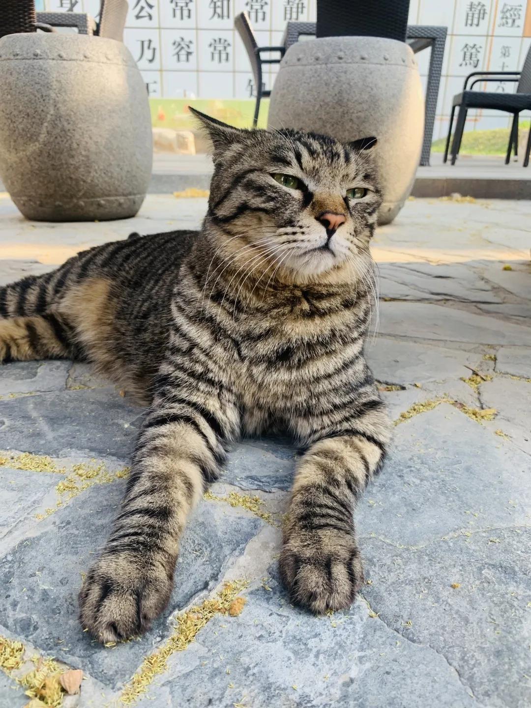 2019年掉缸事件,关于掉缸的事件