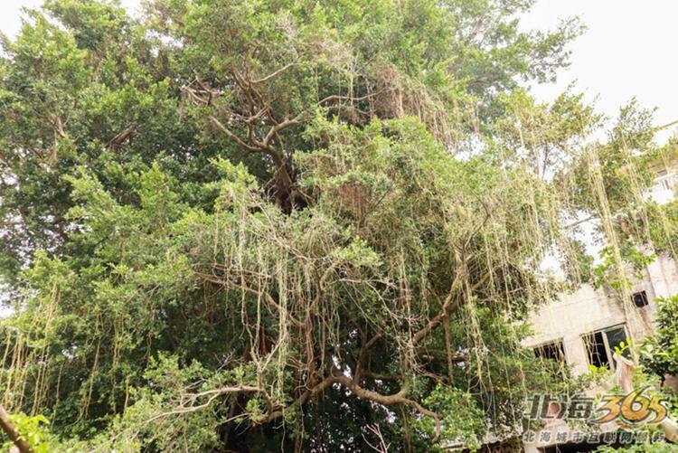 高德往事:重返旧时光,探索李桃栏深院大宅不为人知的过往