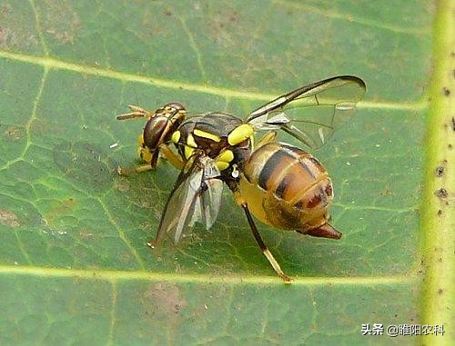 这六种虫子千万不要碰,4种虫千万不要碰