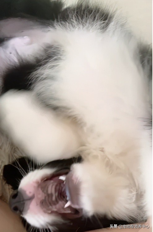 边牧趴在地上的视频,边牧躺在地上