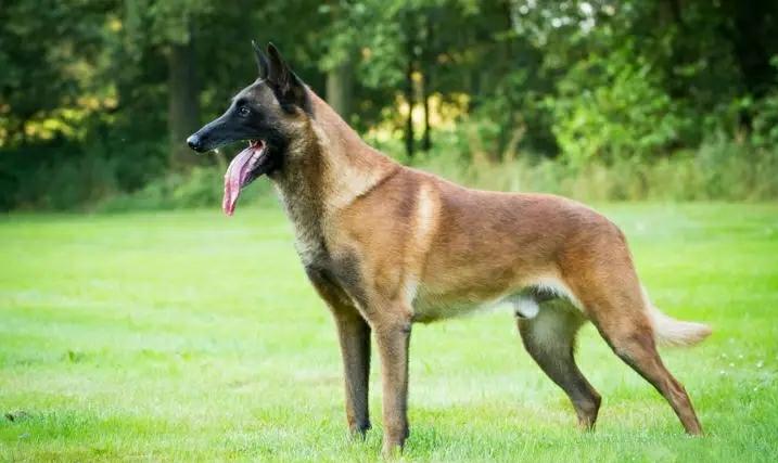 意大利护卫犬卡斯罗犬完美展示,最优秀的护卫犬卡斯罗