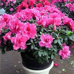 杜鹃长得不茂盛怎么办,杜鹃养花知识技巧和方法