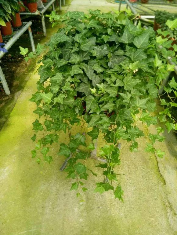 室内吸甲醛最好的10种花,吸甲醛最好的10种花卉