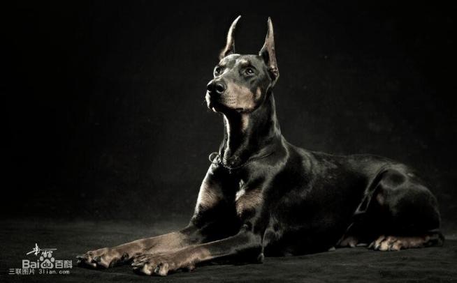 性格温顺的大型犬品种,宠物狗大型犬都有哪些品种