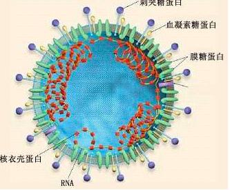 新型冠状病毒经消化道传播吗,新型病毒粪口传播
