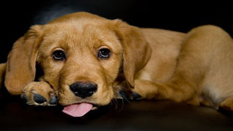 领养狗狗可以挑选品种和年龄么,领养狗狗要领养什么样子的好