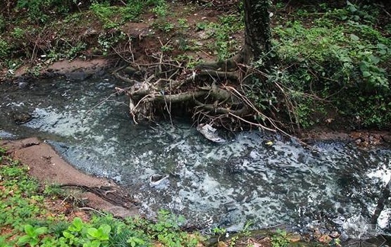 蜻蜓为什么越来越少了,为什么小时候很多蜻蜓现在没有了