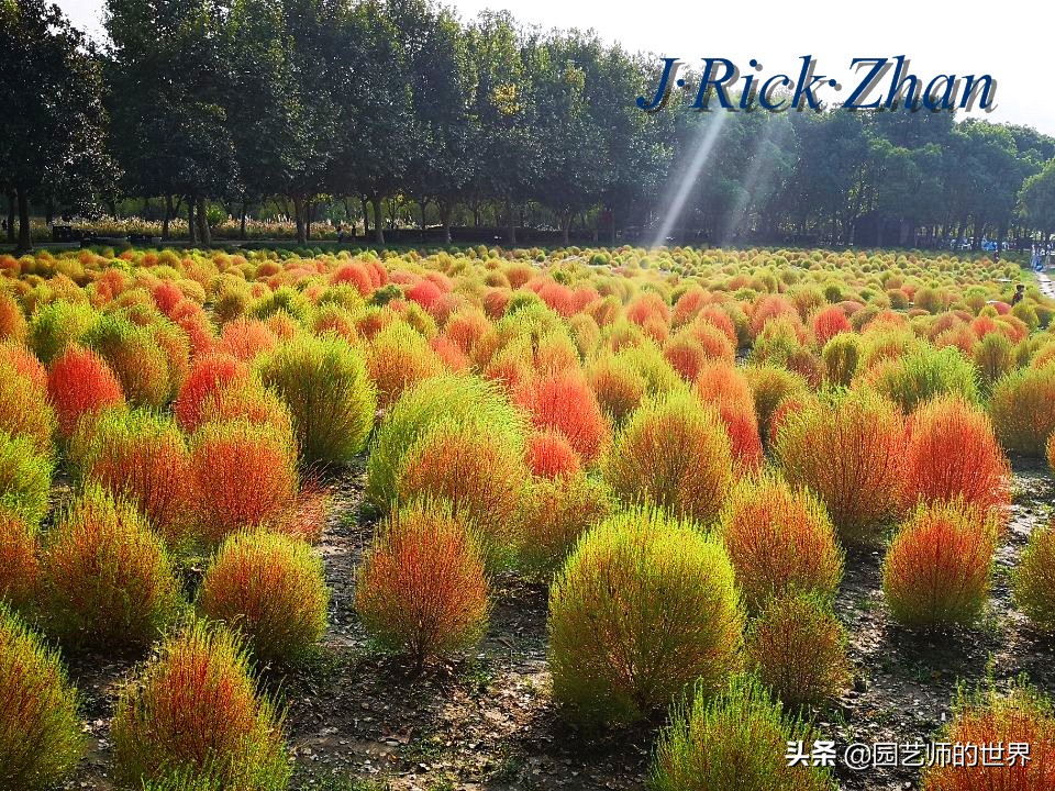 红色地肤草的种植方法,红地肤怎么养