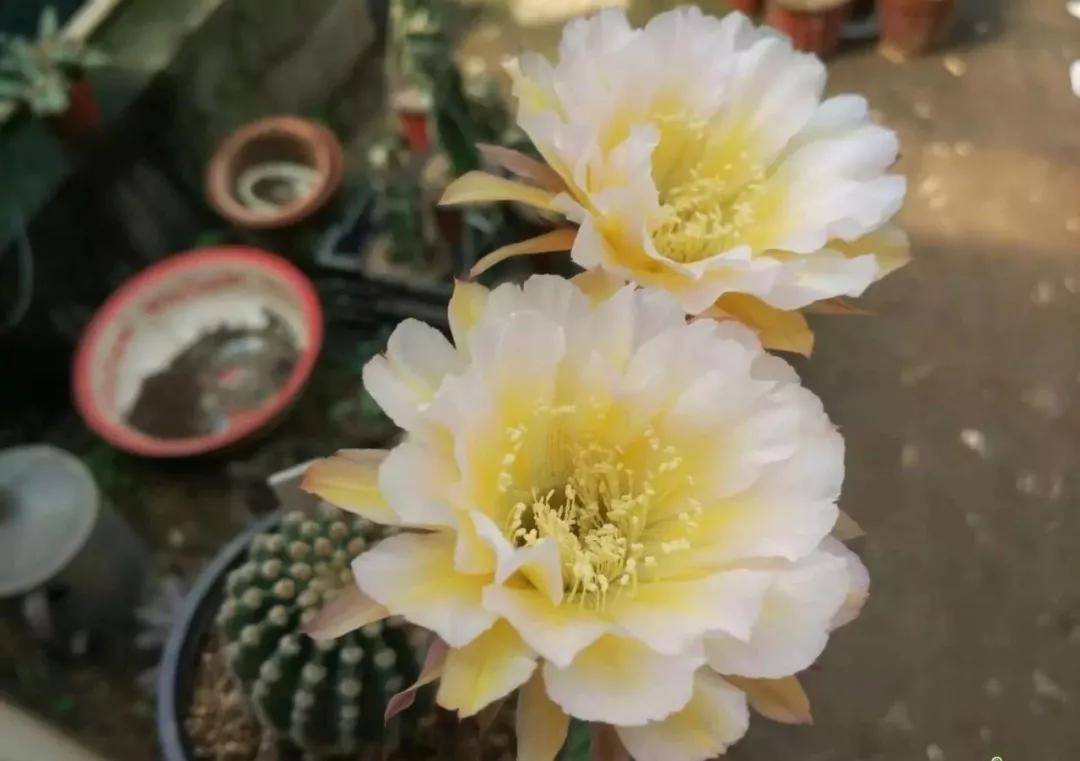 100种仙人球花图片,100种仙人球的品种视频