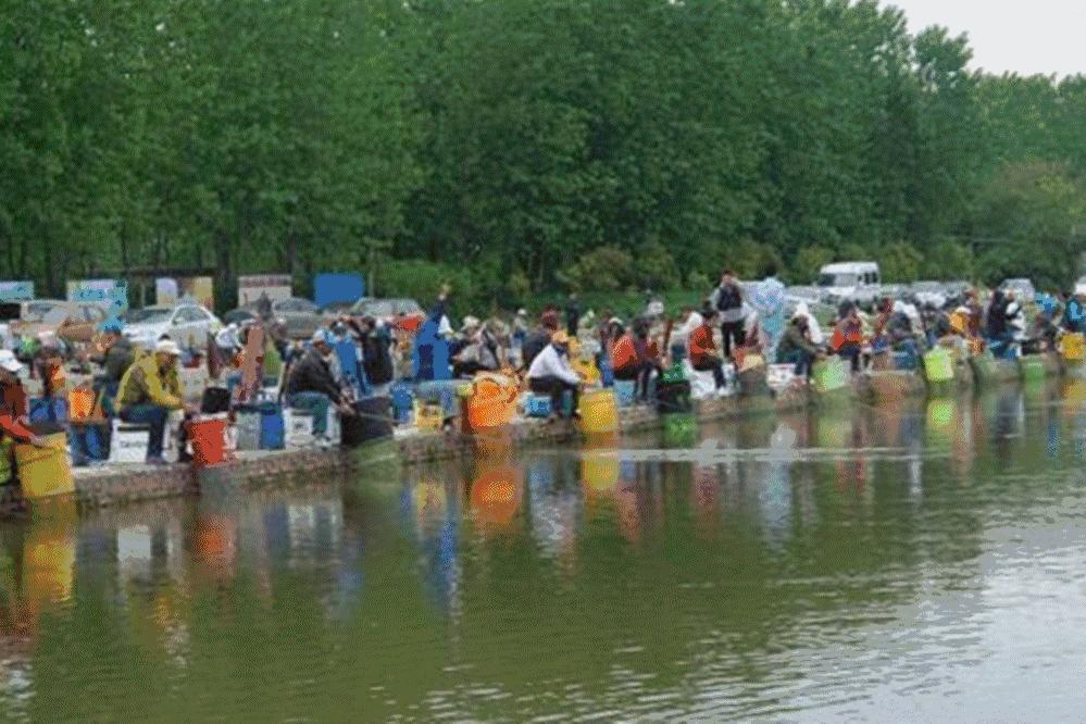 观赏鱼七秒记忆法,关于鱼的10条辟谣