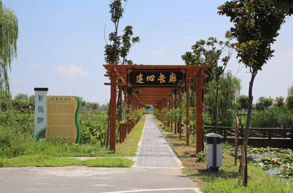 金湖荷花荡图片,金湖荷花荡介绍