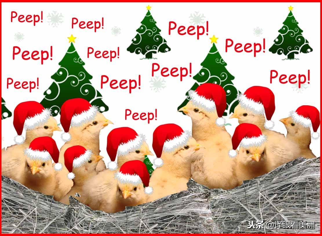 杀鸡也取不出卵？因“性别歧视”被杀的小鸡，最新研究解救鸡生