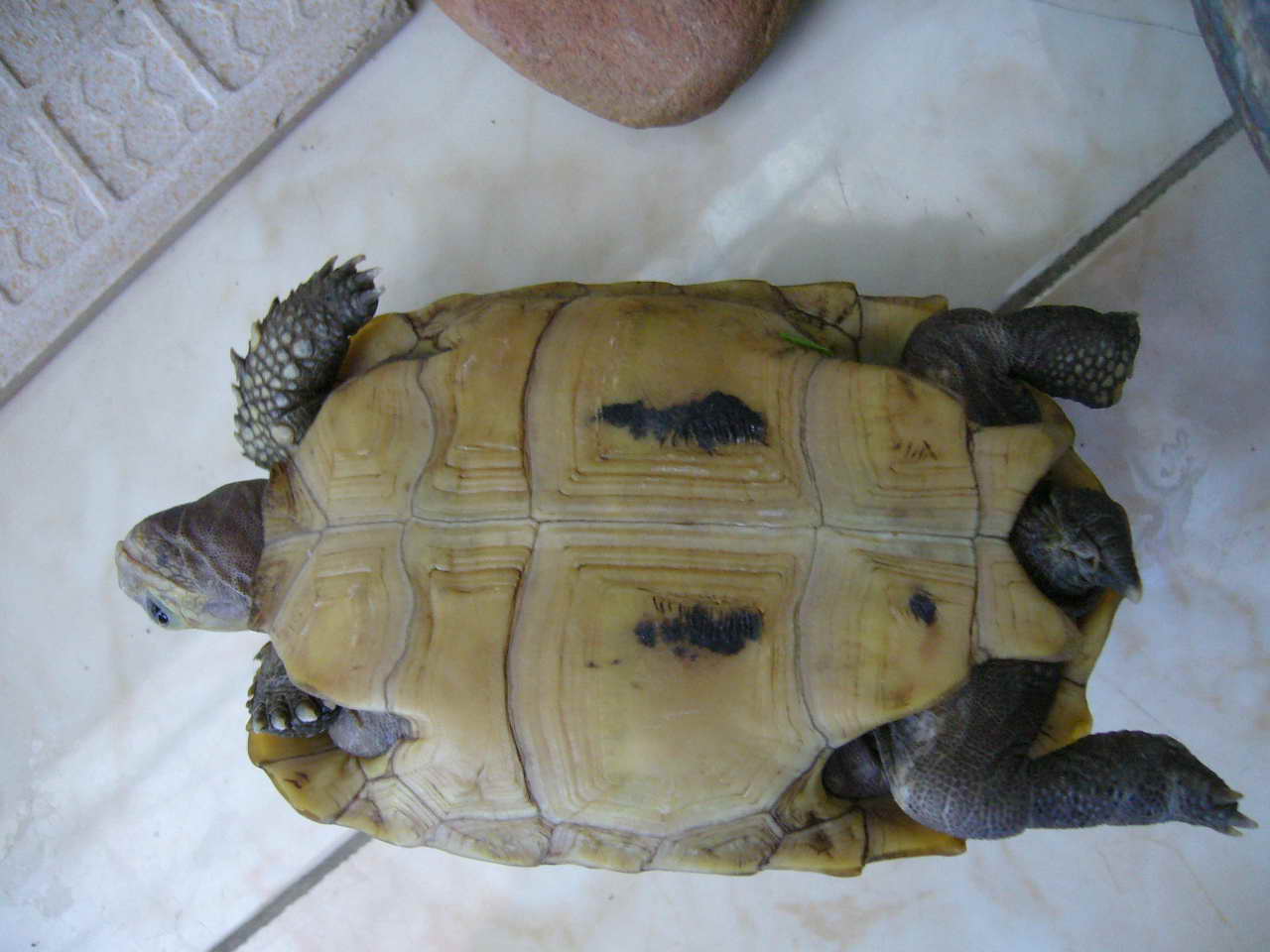 有壳的动物有哪些,有壳的动物有哪些呢