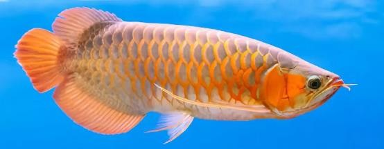 路亚鱼种类大全,长江鱼种类大全图片