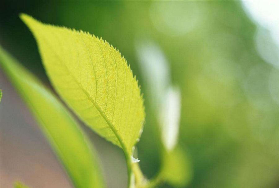 亚马逊热带被称为地球之肺的原因,亚马逊热带雨林真实环境