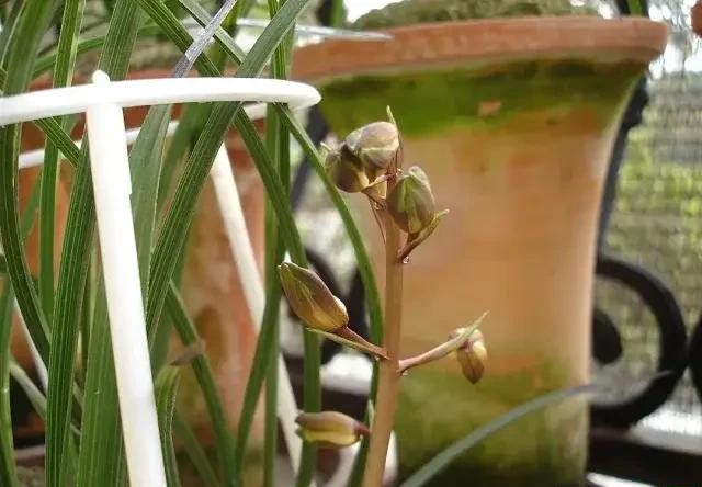 长寿梅蕙兰怎么种植,蕙兰老八种兰花哪一种最好