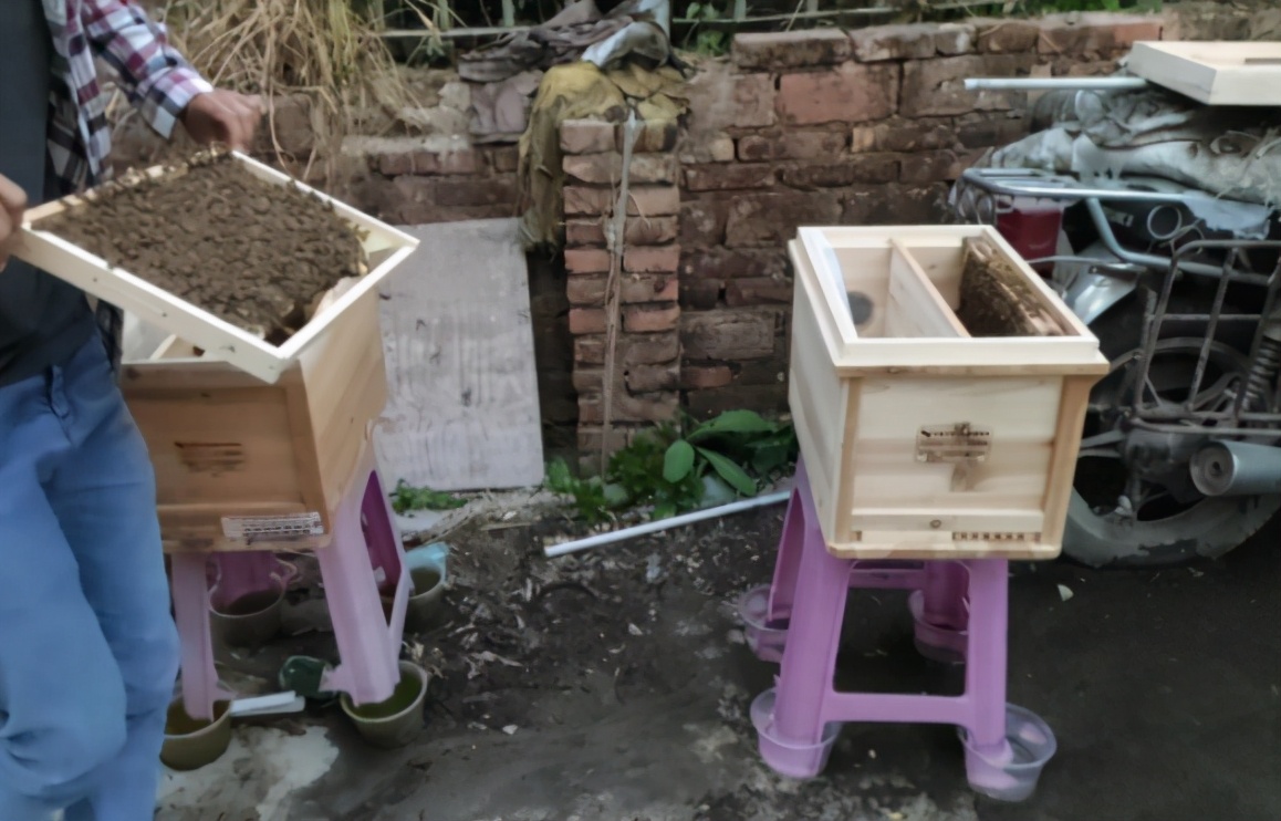 野蛮分蜂和强制分蜂,同场分蜂怎样操作避免回蜂