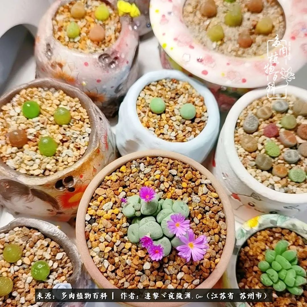 围观多肉版武林大会，一起穿越吧,下