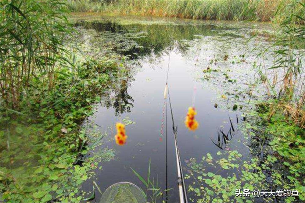 夏季钓鱼避免小杂鱼闹钩小窍门,垂钓过程中怎样避免小鱼闹钩