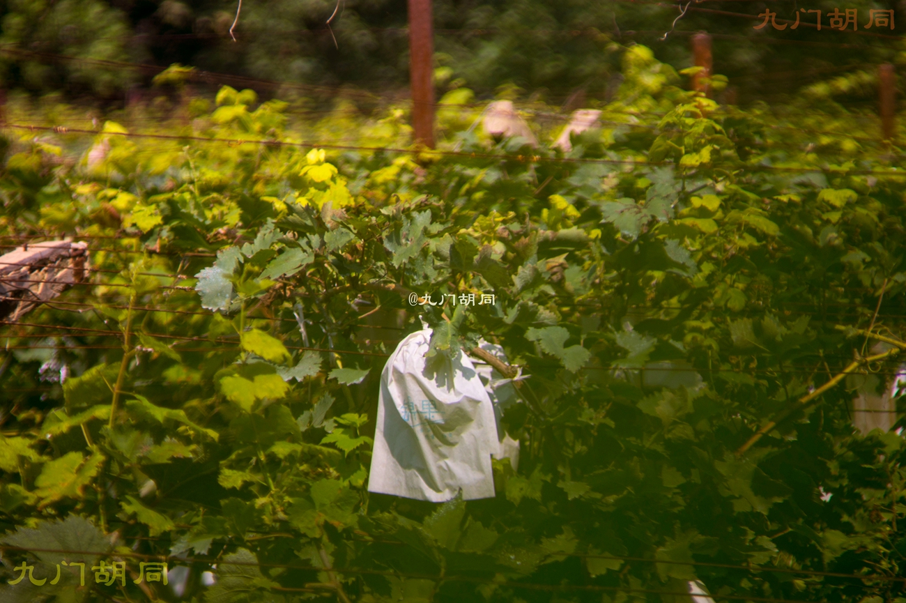 北京密云张裕爱斐堡酒庄一日游,密云张裕爱斐堡酒庄好玩吗