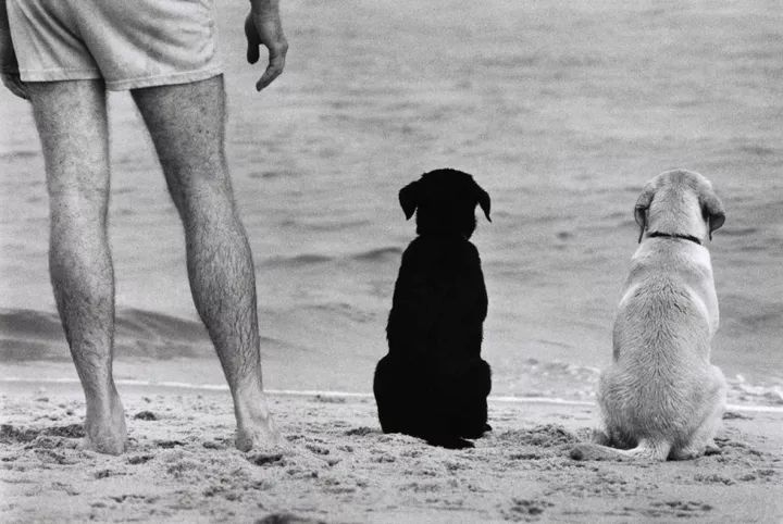 犬的记忆｜世界摄影经典