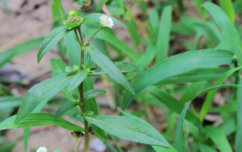 芍药甘草汤加减治疗痛经,经方医案之当归四逆汤治疗痛经