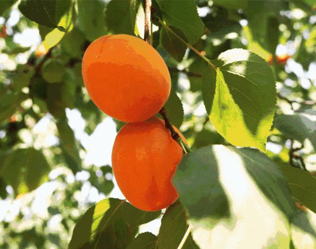 孟津五一有什么可以采摘的果蔬,洛阳孟津五一采摘园推荐