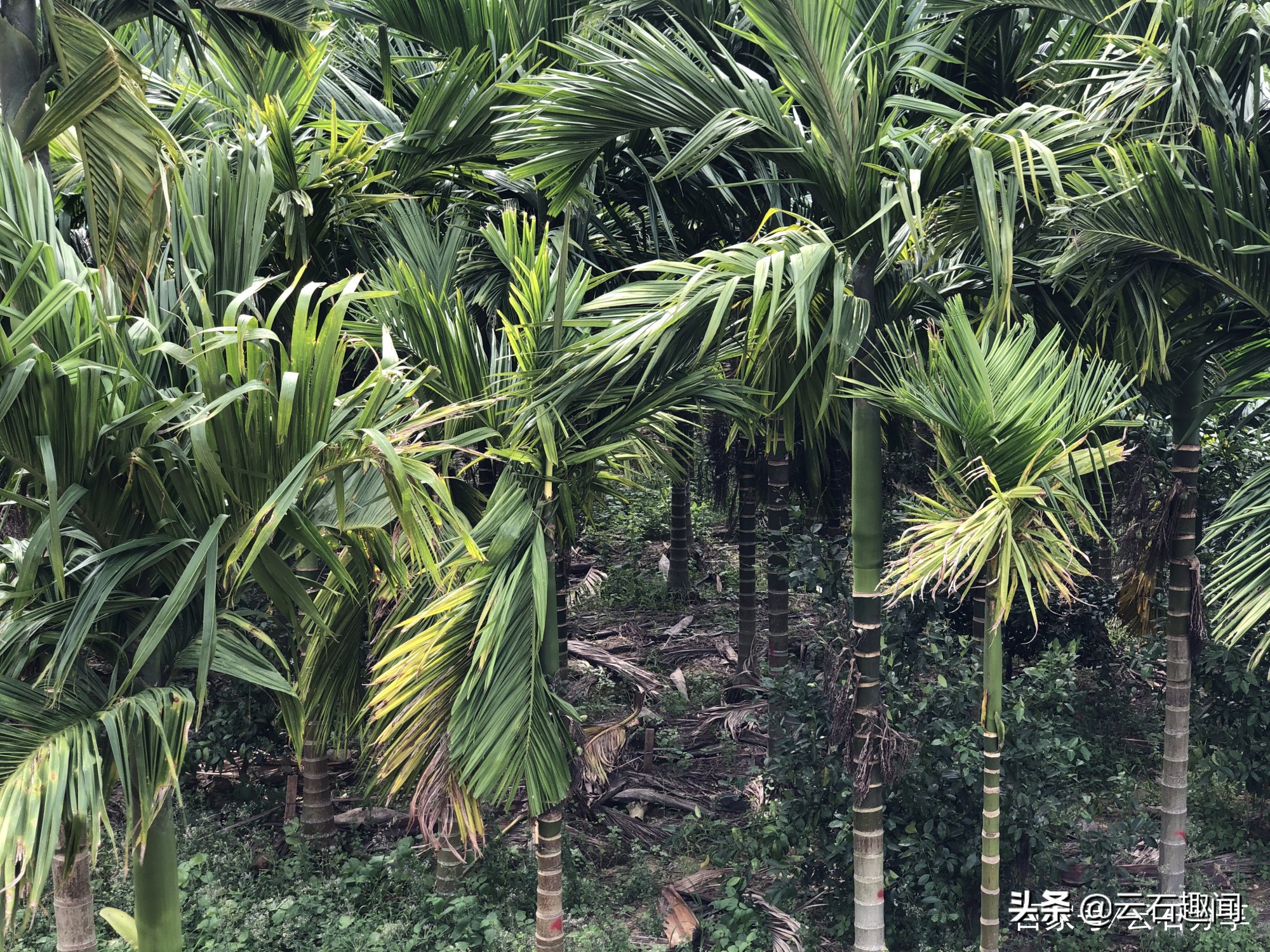 海南最畅销的槟榔 (海南畅销的槟榔)