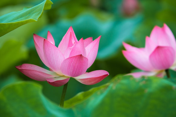 出淤泥而不染的莲花的下一句,莲花出淤泥而不染下一句是什么