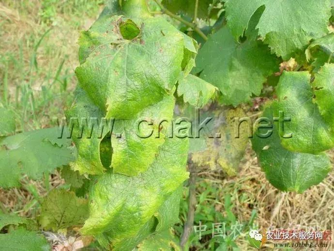 葡萄花前主要病害,葡萄病害图片大全大图