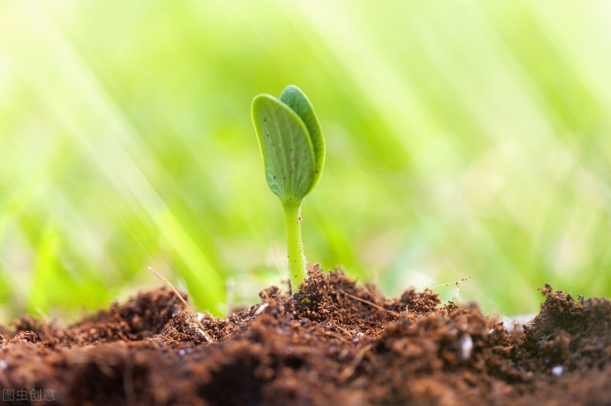 叶辰｜跟着《春》学写作：如何运用回忆和想象写好抒情散文（下）